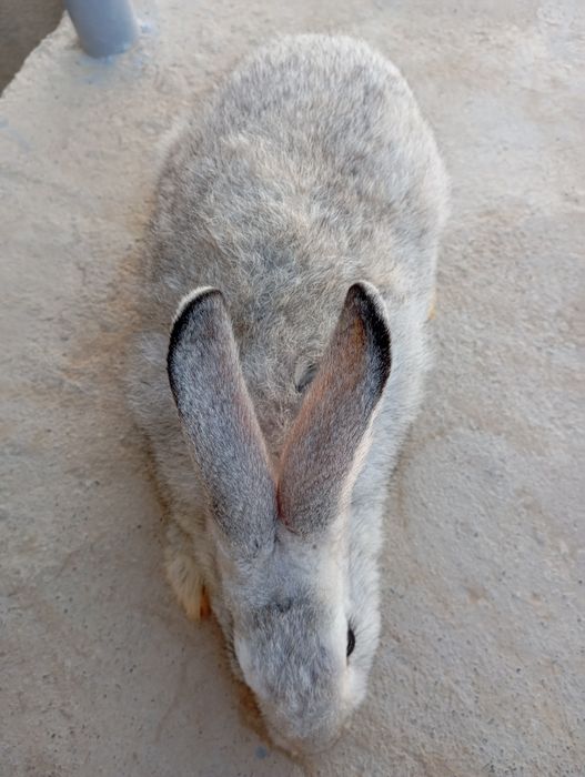 Quyon sotiladi erkak