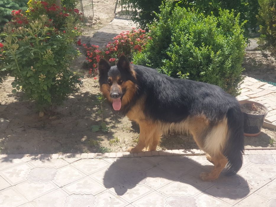 Немецкая овчарка вязка