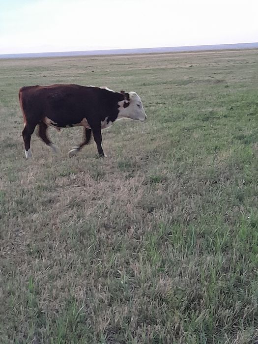 Ақбас бычок 2 бас