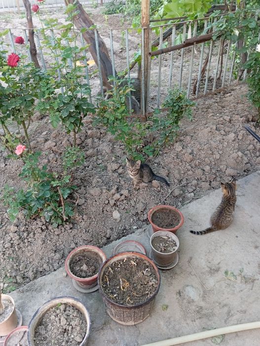 Котята хорошие чистоплотные