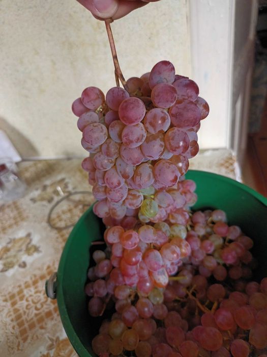 Vand Struguri pentru vin