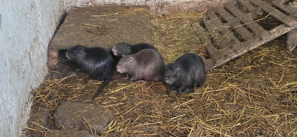 Nutrii de vanzare