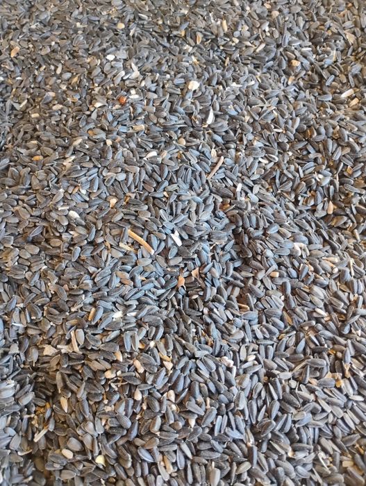 Floarea soarelui