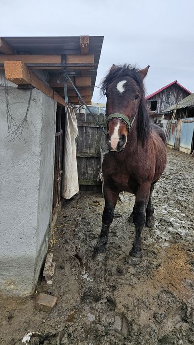 Vand carlan varsta 2 ani