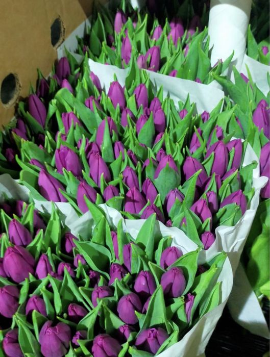 Продам тюльпаны
