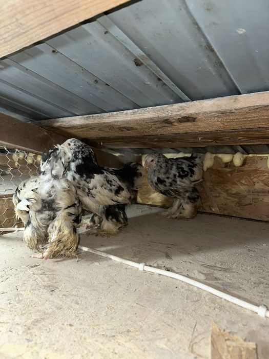 Disponibili 3 pui brahma bobat