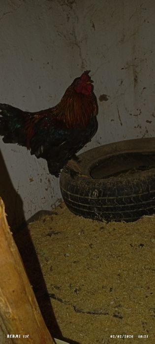 Yapon Xoraz sotiladi