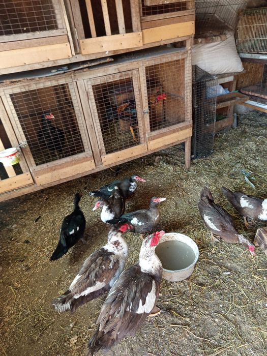 Продам индоуток  и селезней