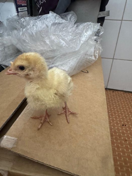 Инкубационное яйцо индюка