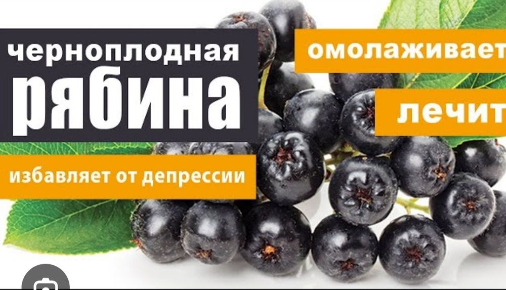 Рябина черноплодная Арония