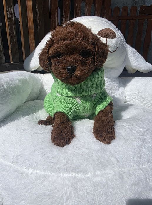 Мини пудел момиче с родословие над пет поколения