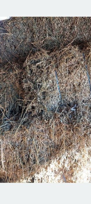 Baloți de lucernă dreptunghiulari de dat