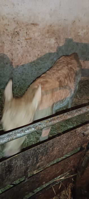 Продам тёлочку хорошую