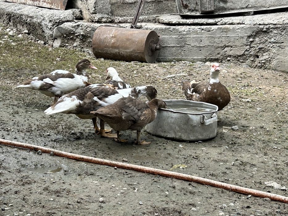 Продаются индоутки