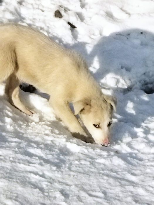 Отдам  щенков в хорошие и добрые руки