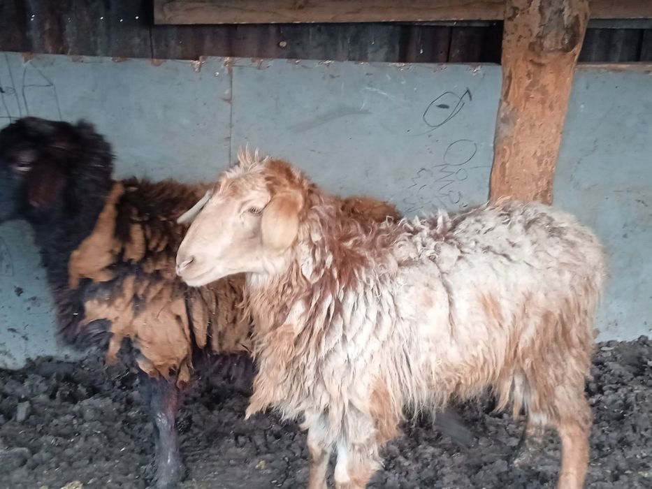 Токты, баран, кой