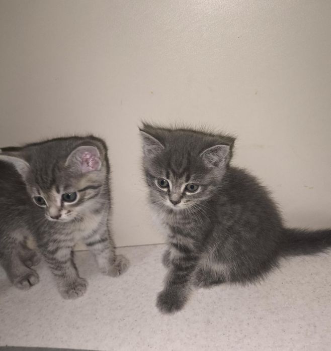 Котята хорошие добрые руки
