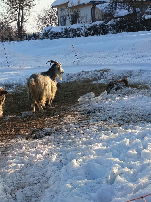 Vând capra  la a 2 a fătare
