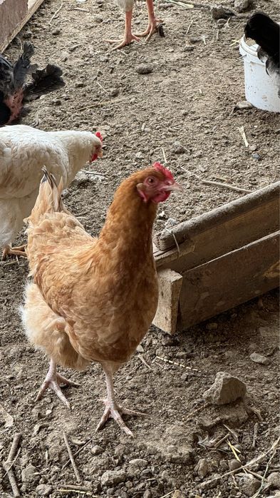 Яйца петух курица