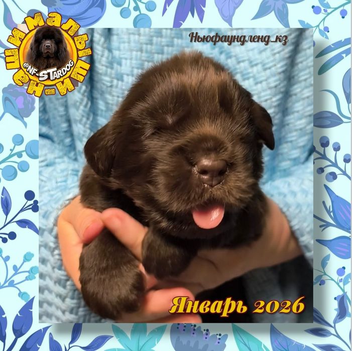 Щенки Ньюфаундленда