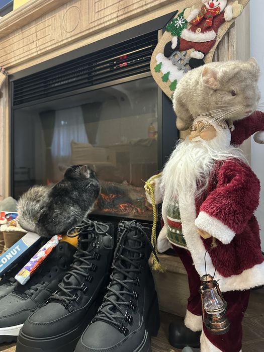 Vand Șinisla mascul si femela