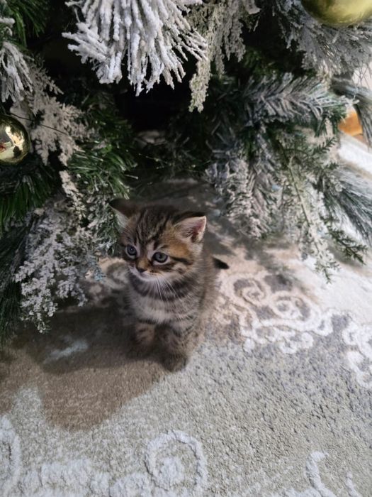 Британский котенок