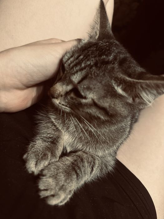 Отдам котенка в добрые руки