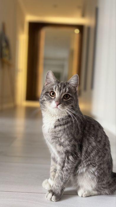 Котенок мальчик 7 мес. в добрые руки