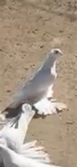 Голуби на продажу.