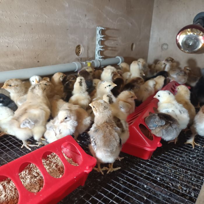 Продам цыплят разные породы.