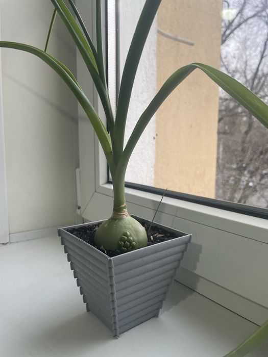 Индийский лечебный лук