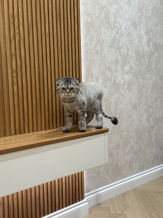 Серебристый шиншилла 8 месяцев