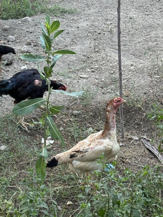 Kulangi tuxumlari sotiladi