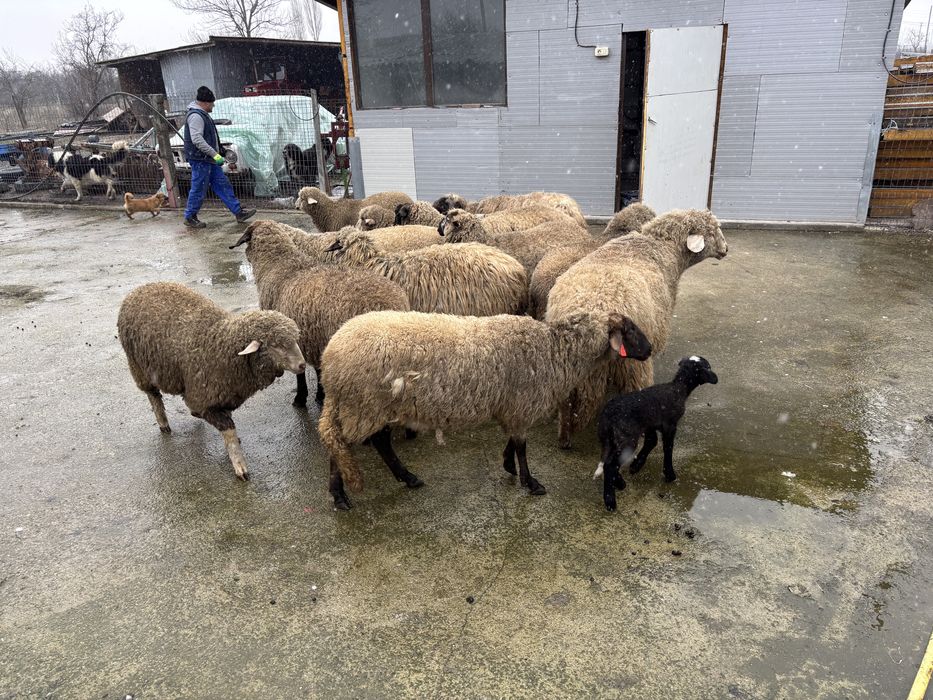 Oi gestante de vanzare