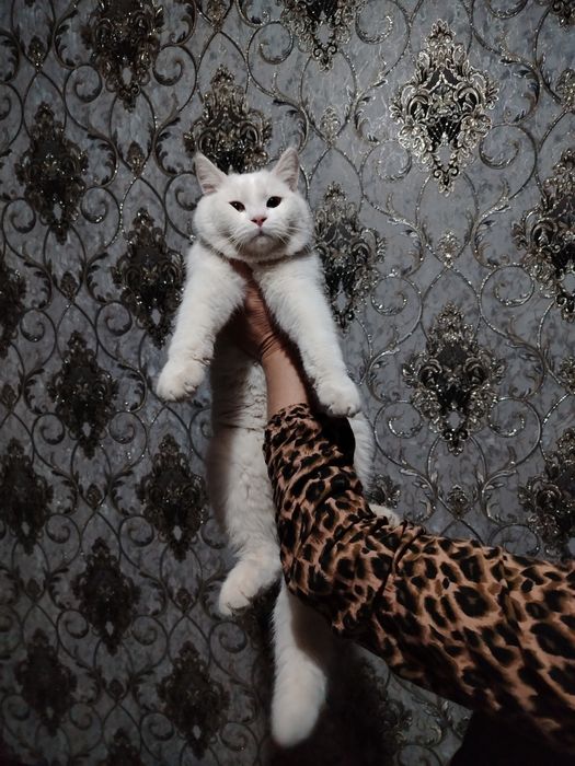 Scottish fold va shinshila o'g'ilchasi