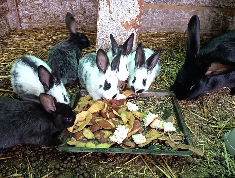 Iepuri fluture german si urias german,pui si maturi !