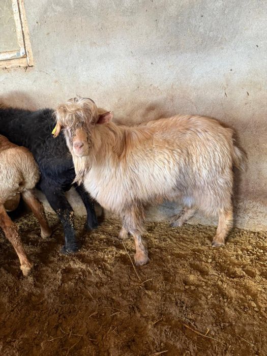 Кокпарга теке сатылады