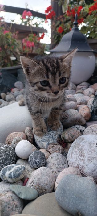 Котята в Добрые и Надёжные руки !