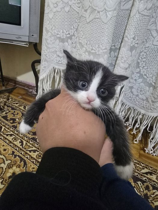 Отдам котята. Родились 25 ноября