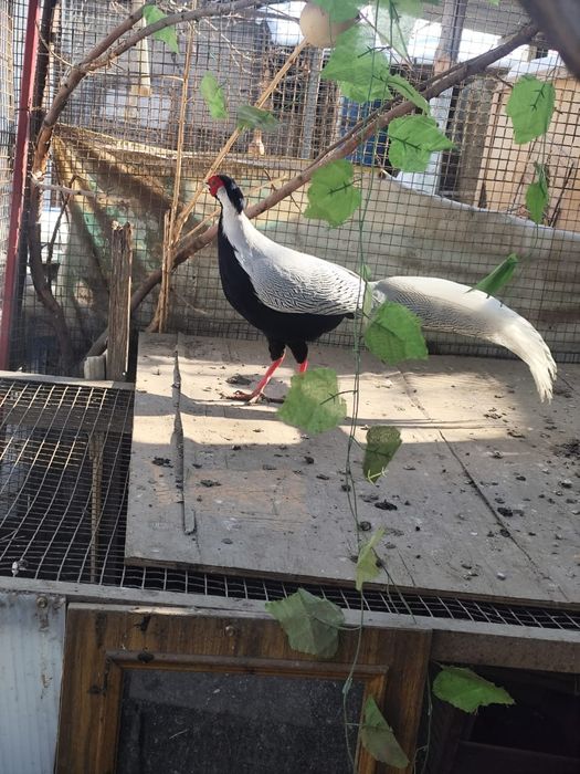 Продам  срочно  фазанов