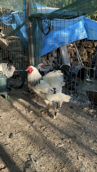 Cocosi brahma herminat deschis