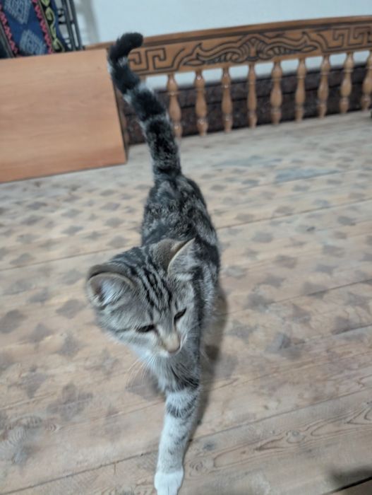 Отдадим котят в хорошие руки