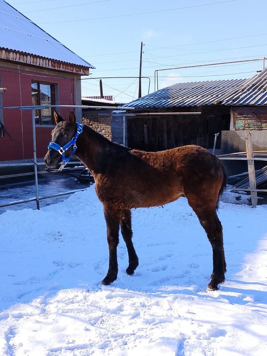 Продам жеребёнка