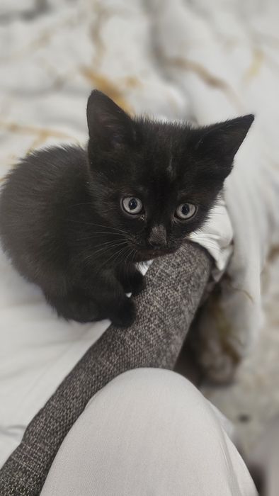 Отдам даром котят