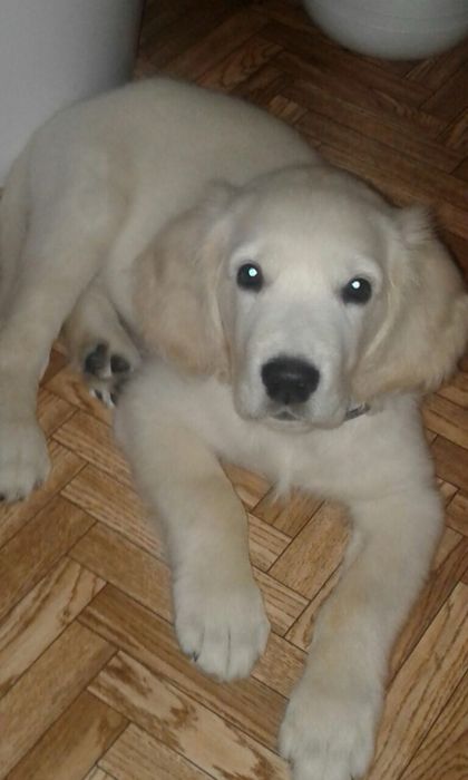 Щенки голден ретривера