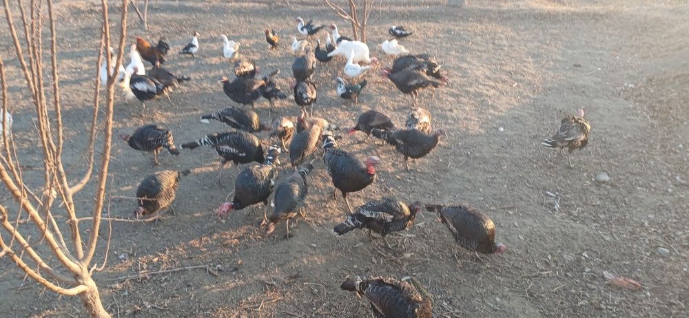 Курка сотилади манзил жондор