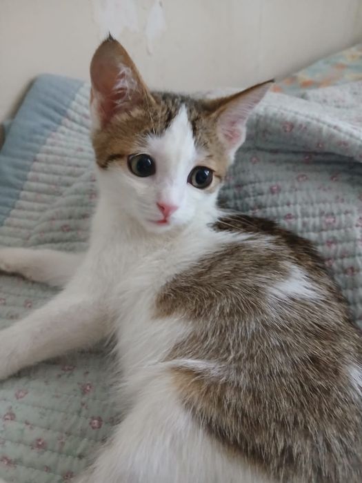 Отдам котенка мальчика