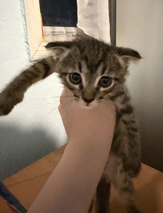 Ищем любящих хозяев для замечательных котят!