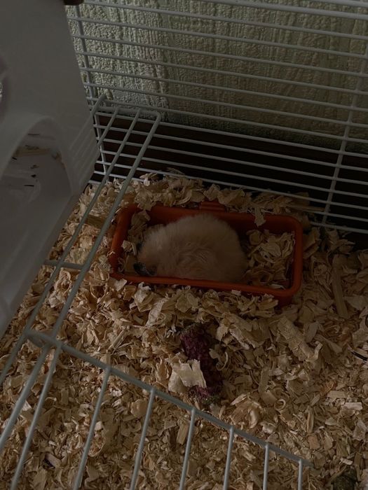 Хомячок сирийский