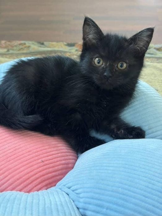 Отдам ласковых котят в добрые руки!